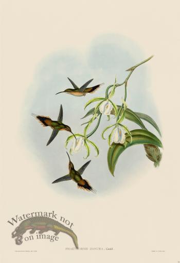 Gould Hummingbird 034